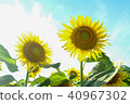 向日葵 40967302