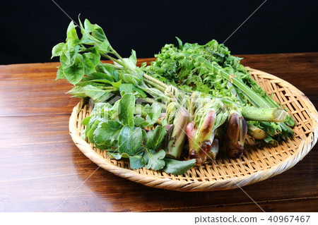 春天野生植物 春天野生植物 40967467