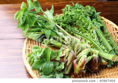 春天野生植物 春天野生植物 40967469