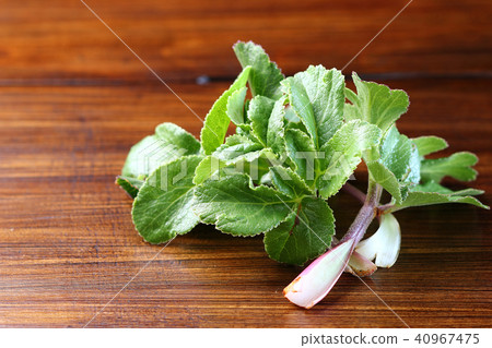 Spring wild plant Spring wild plant 40967475