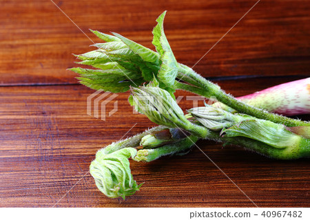 Spring wild plant Spring wild plant 40967482