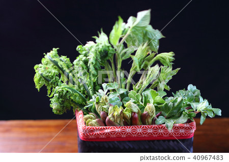 春天野生植物 春天野生植物 40967483