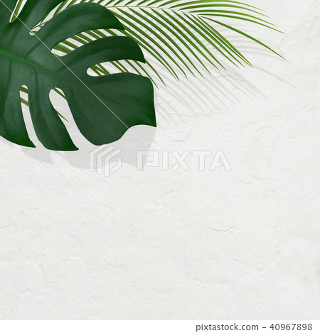 Background - Plants - White wall 40967898