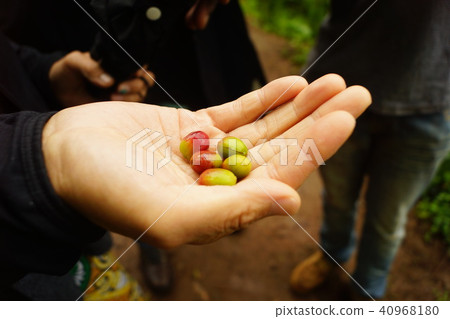 我拿到了乞力馬扎羅咖啡農場的咖啡 我拿到了乞力馬扎羅咖啡農場的咖啡 40968180