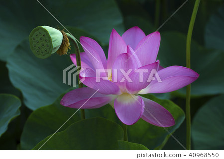 裝花,蜥蜴,蓮花梨,台灣,台中,清水,鮮花,鮮花,淡紫色,雨後花店 裝花,蜥蜴,蓮花梨,台灣,台中,清水,鮮花,鮮花,淡紫色,雨後花店 40968550