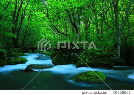 Oirase stream of fresh green 40968661