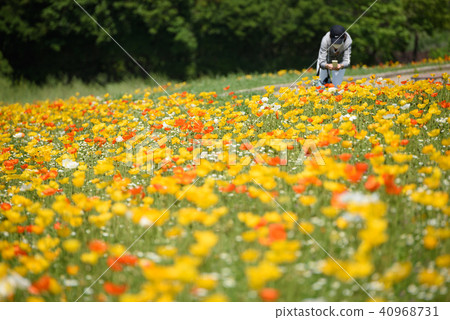Iceland Poppy 40968731