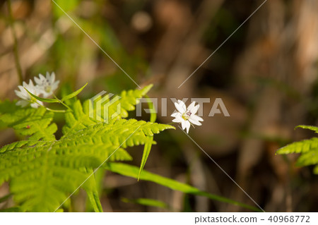 Small pretty flowers 40968772