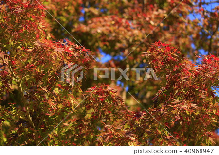 Hama Rikyu皇家花園秋天風景 40968947
