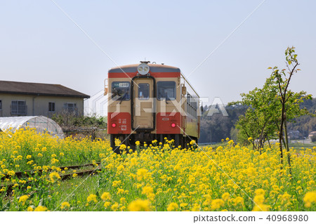 [Chiba Prefecture] Isami Railway Nanohana Spring Spring 40968980