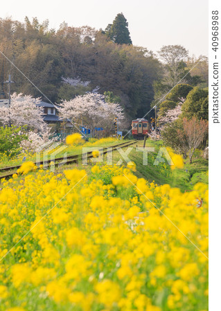 [Chiba Prefecture] Isami Railway Nanohana Spring Spring 40968988