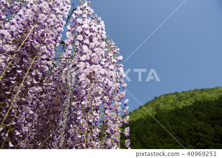 Wisteria of Hyogo Shiroi Omachi Fuji Park 40969251
