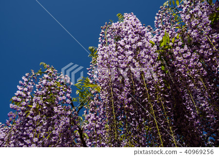 Wisteria of Hyogo Shiroi Omachi Fuji Park Wisteria of Hyogo Shiroi Omachi Fuji Park 40969256