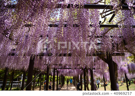 Wisteria of Hyogo Shiroi Omachi Fuji Park 40969257