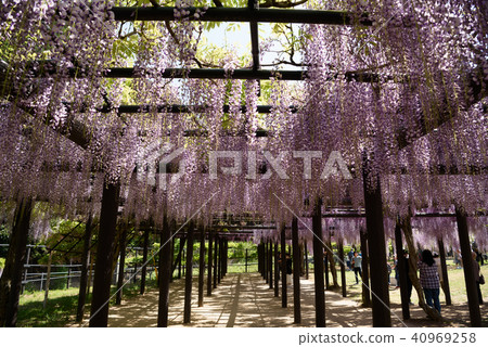 Wisteria of Hyogo Shiroi Omachi Fuji Park Wisteria of Hyogo Shiroi Omachi Fuji Park 40969258
