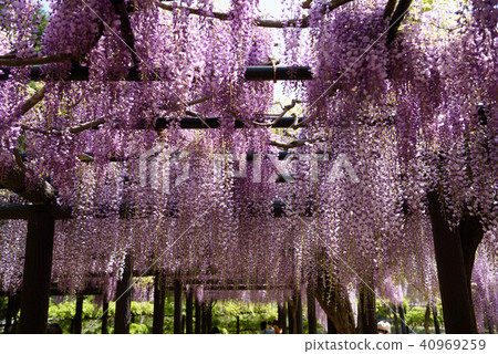 Wisteria of Hyogo Shiroi Omachi Fuji Park Wisteria of Hyogo Shiroi Omachi Fuji Park 40969259