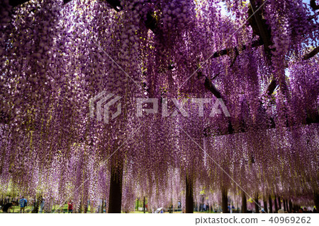 Hyogo Shiroi Omachi Fuji Park的紫藤 40969262