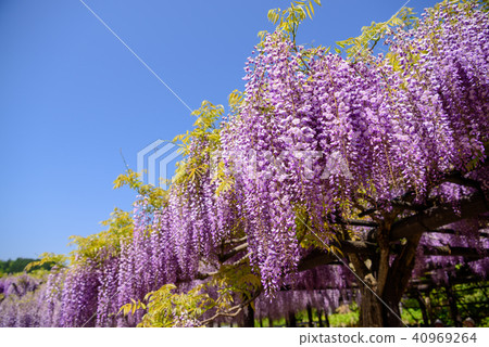Hyogo Shiroi Omachi Fuji Park的紫藤 Hyogo Shiroi Omachi Fuji Park的紫藤 40969264