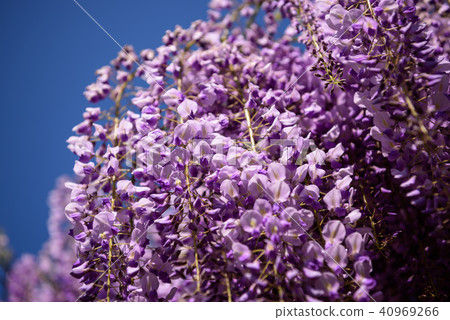 Wisteria of Hyogo Shiroi Omachi Fuji Park Wisteria of Hyogo Shiroi Omachi Fuji Park 40969266