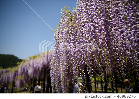 Wisteria of Hyogo Shiroi Omachi Fuji Park Wisteria of Hyogo Shiroi Omachi Fuji Park 40969270