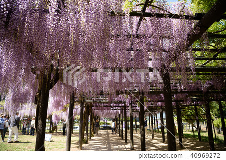 Wisteria of Hyogo Shiroi Omachi Fuji Park 40969272