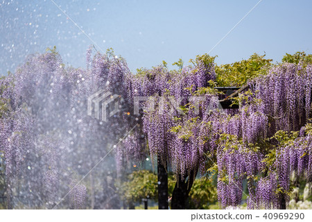 Wisteria of Hyogo Shiroi Omachi Fuji Park 40969290