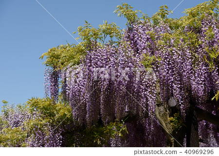 Wisteria of Hyogo Shiroi Omachi Fuji Park 40969296