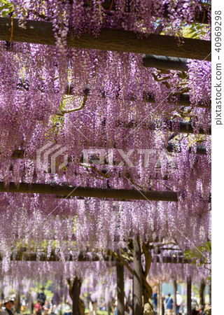 Wisteria of Hyogo Shiroi Omachi Fuji Park 40969298