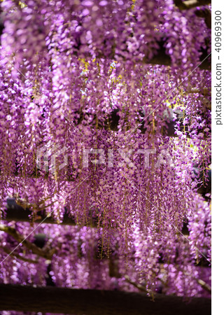 Wisteria of Hyogo Shiroi Omachi Fuji Park Wisteria of Hyogo Shiroi Omachi Fuji Park 40969300