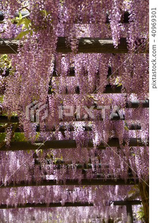 Wisteria of Hyogo Shiroi Omachi Fuji Park Wisteria of Hyogo Shiroi Omachi Fuji Park 40969301