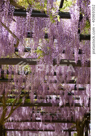 Wisteria of Hyogo Shiroi Omachi Fuji Park 40969302