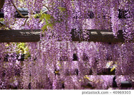 Wisteria of Hyogo Shiroi Omachi Fuji Park Wisteria of Hyogo Shiroi Omachi Fuji Park 40969303