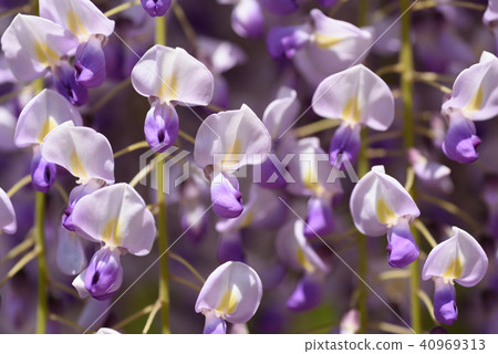 Wisteria of Hyogo Shiroi Omachi Fuji Park Wisteria of Hyogo Shiroi Omachi Fuji Park 40969313