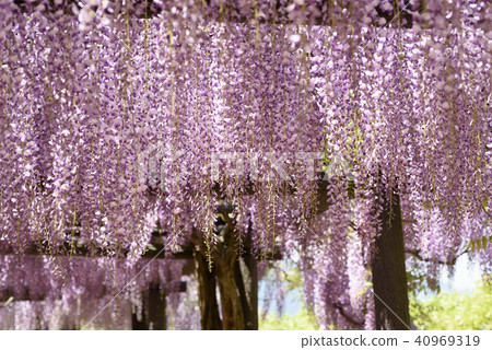 Wisteria of Hyogo Shiroi Omachi Fuji Park Wisteria of Hyogo Shiroi Omachi Fuji Park 40969319