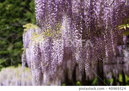 Wisteria of Hyogo Shiroi Omachi Fuji Park Wisteria of Hyogo Shiroi Omachi Fuji Park 40969324
