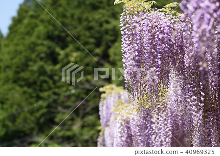 Wisteria of Hyogo Shiroi Omachi Fuji Park Wisteria of Hyogo Shiroi Omachi Fuji Park 40969325