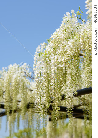Wisteria of Hyogo Shiroi Omachi Fuji Park Wisteria of Hyogo Shiroi Omachi Fuji Park 40969333