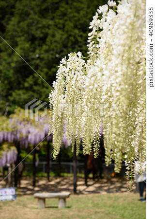 Wisteria of Hyogo Shiroi Omachi Fuji Park Wisteria of Hyogo Shiroi Omachi Fuji Park 40969338