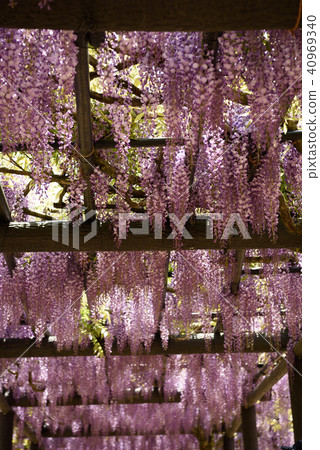 Wisteria of Hyogo Shiroi Omachi Fuji Park Wisteria of Hyogo Shiroi Omachi Fuji Park 40969340