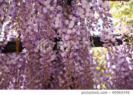 Wisteria of Hyogo Shiroi Omachi Fuji Park 40969346