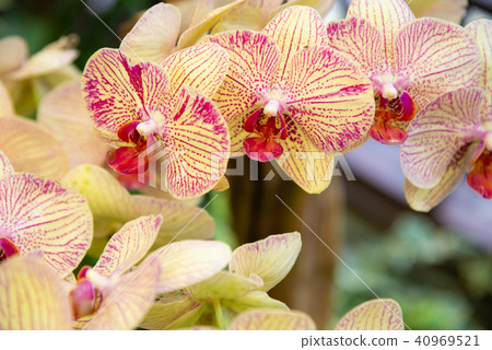 士林官邸蘭花展 台湾士林官邸らん展 Moth Orchid 蝴蝶蘭 Phalaenopsis 胡蝶蘭 40969521