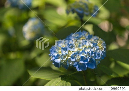 繡球 40969591