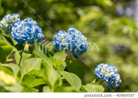 繡球 40969597