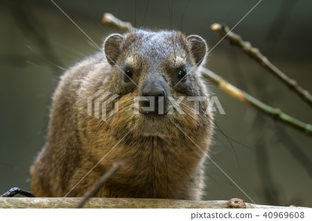 Portrait of rock hyrax (Procavia capensis) 40969608