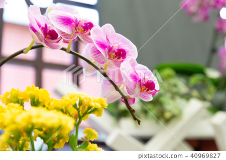 士林官邸蘭花展 台湾士林官邸らん展 Moth Orchid 蝴蝶蘭 Phalaenopsis 胡蝶蘭 士林官邸蘭花展 台湾士林官邸らん展 Moth Orchid 蝴蝶蘭 Phalaenopsis 胡蝶蘭 40969827