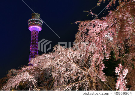 海洋塔和櫻花 40969864