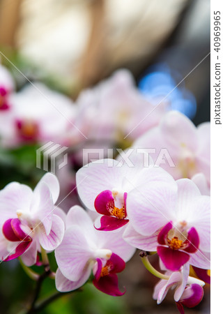 士林官邸蘭花展 台湾士林官邸らん展 Moth Orchid 蝴蝶蘭 Phalaenopsis 胡蝶蘭 40969965
