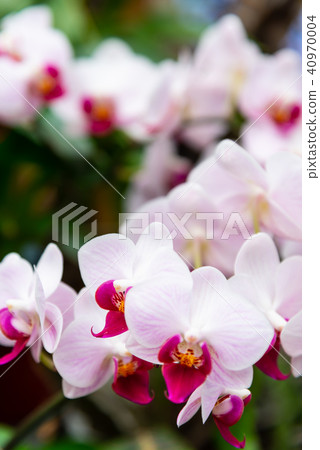 Shilin official residence orchid exhibition Taiwan Shilin official exhibition Moth Orchid Phalaenopsis Phalaenopsis Hu Dielan 40970004