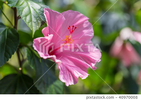 Hibiscus 40970008