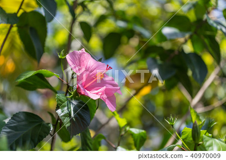 Hibiscus Hibiscus 40970009